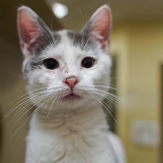 A baby medium-sized male Domestic Short Hair cat named Cuddle Bug for adoption in Sacramento, CA