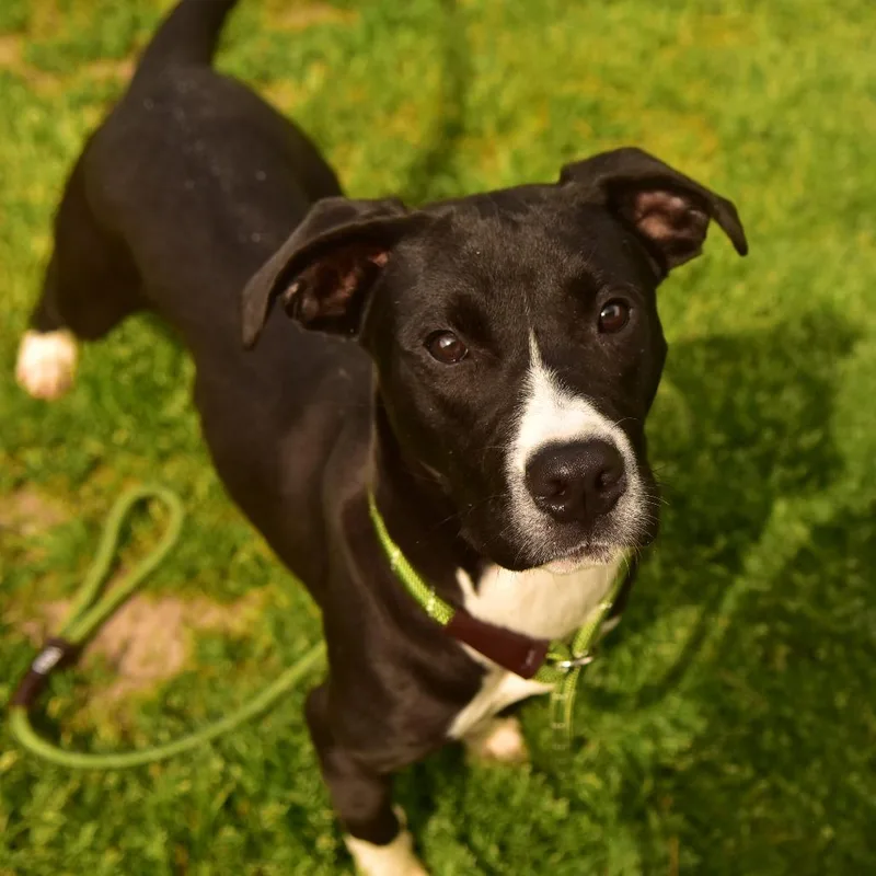 A baby medium-sized male Black Mixed Breed dog named Murray for adoption in Owosso, MI