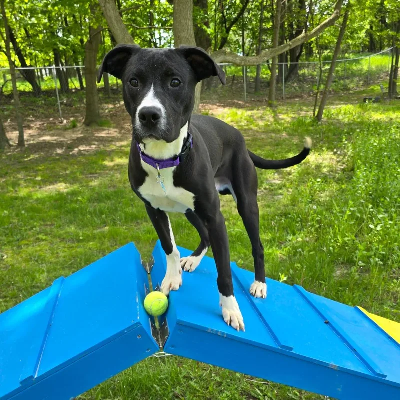 Murray thumbnail 3