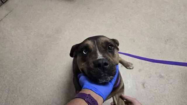 An adult large-sized female Pit Bull Terrier dog named Cali for adoption in Riverside, CA