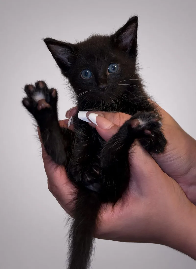 A baby medium-sized male Black Domestic Short Hair cat named Winston for adoption in Nutley, NJ
