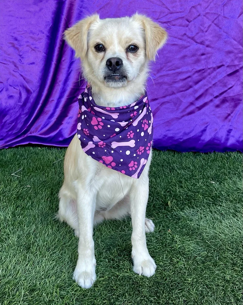 A young small-sized female Chihuahua dog named Lady for adoption in Rowland Heights, CA