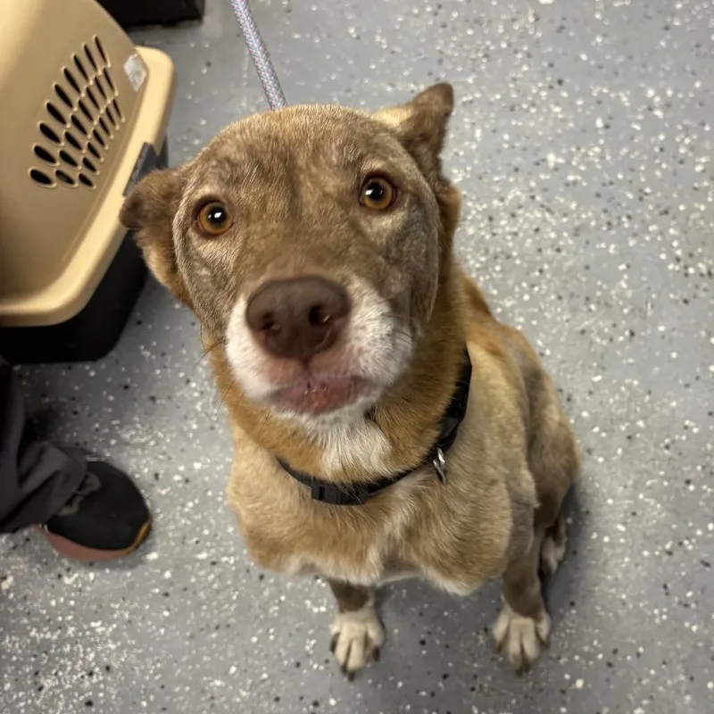 An adult medium-sized female Sable Husky dog named Christina for adoption in St Joseph, MO