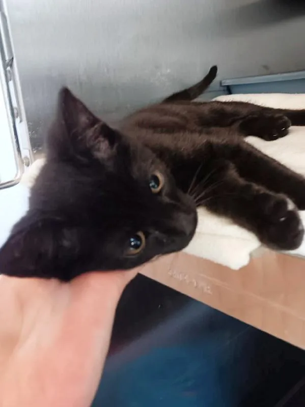 A baby medium-sized male Black Domestic Short Hair cat named Dom for adoption in Seymour, IN