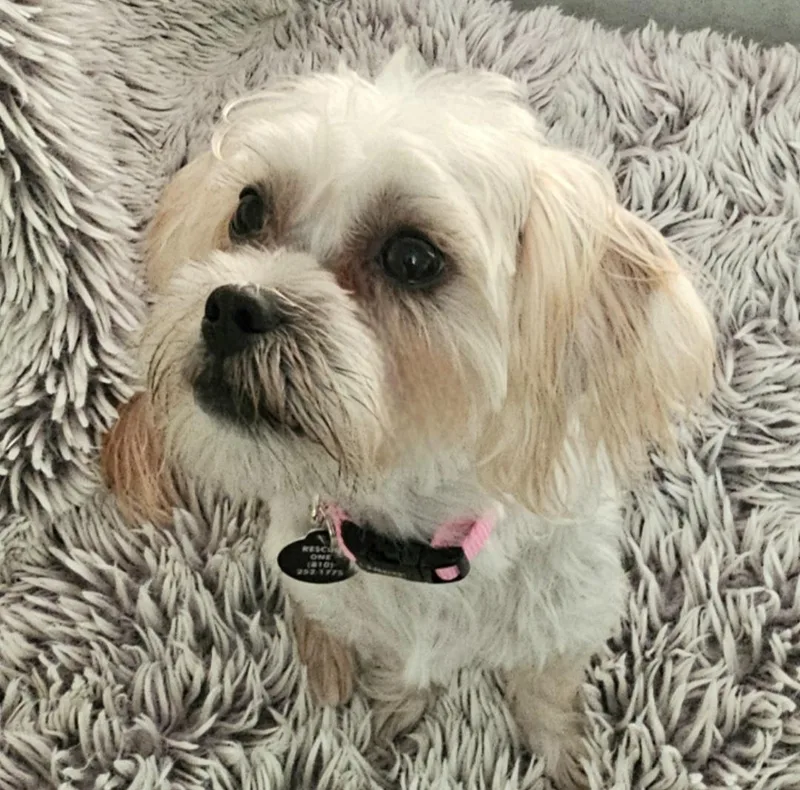 A baby small-sized female White / Cream Maltese dog named Rosie for adoption in Fenton, MI