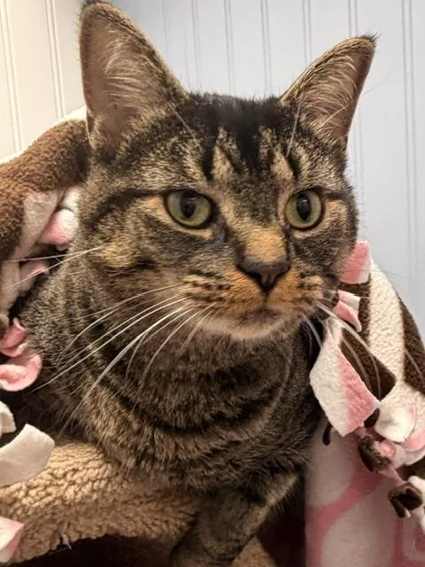 An adult medium-sized female Tabby (Brown / Chocolate) Domestic Short Hair cat named Gemini for adoption in Allegan, MI