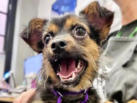 A young small-sized male Yorkshire Terrier dog named Logan for adoption in Palo Alto, CA