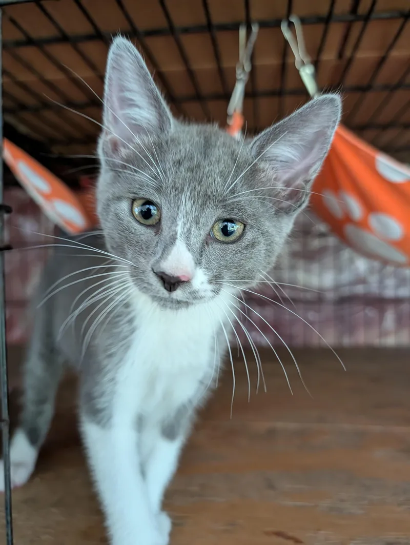 A baby medium-sized female Gray & White Domestic Short Hair cat named Atreya for adoption in Fischer, TX