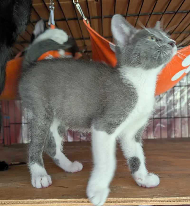 Atreya thumbnail 3