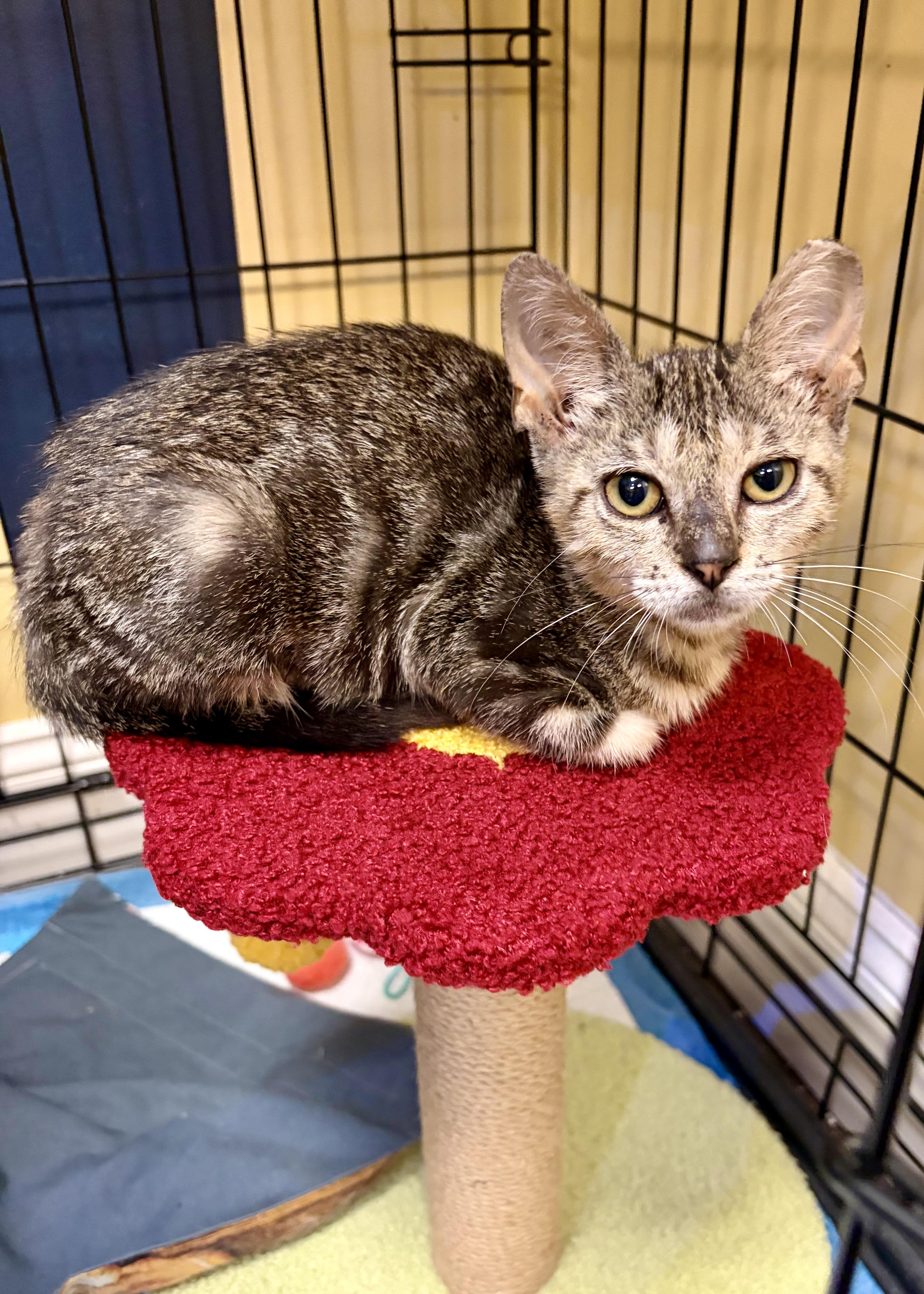 A baby large-sized female Tabby (Brown / Chocolate) Tabby cat named Candy Apple for adoption in Pompano Beach, FL