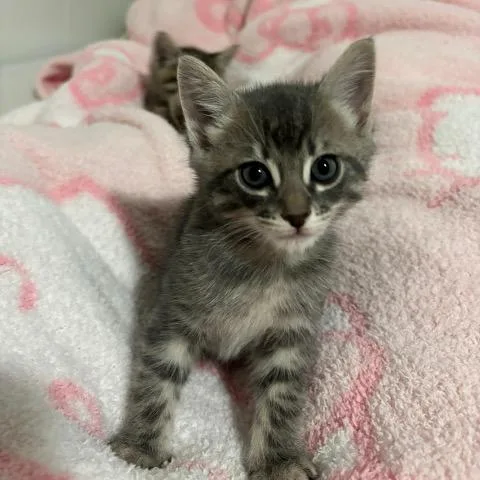 A baby medium-sized male Gray / Blue / Silver Domestic Short Hair cat named Solomon for adoption in Baytown, TX