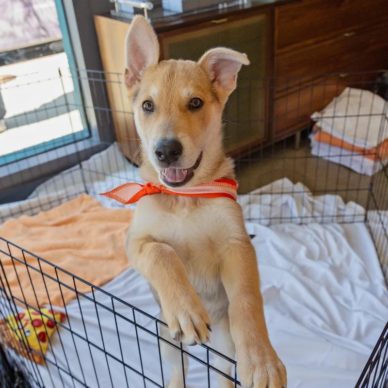 An adult large-sized male Shepherd dog named Kermit for adoption in Los Angeles, CA