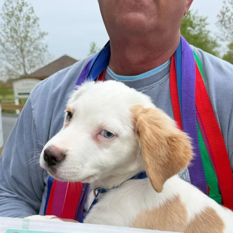 A baby small-sized male White / Cream Mixed Breed dog named Wren for adoption in Rockville, MD