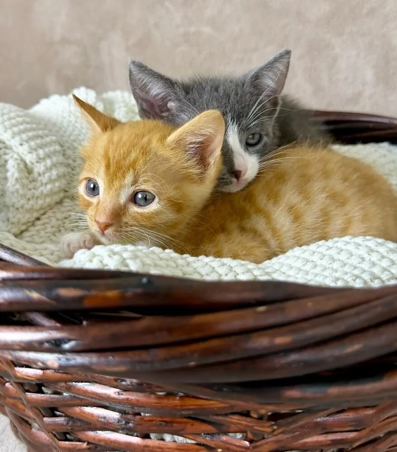 A baby medium-sized male Tabby (Orange / Red) Domestic Short Hair cat named Hashbrown for adoption in Salinas, CA