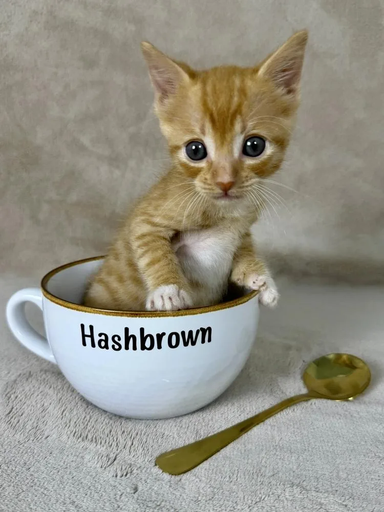 Hashbrown thumbnail 2