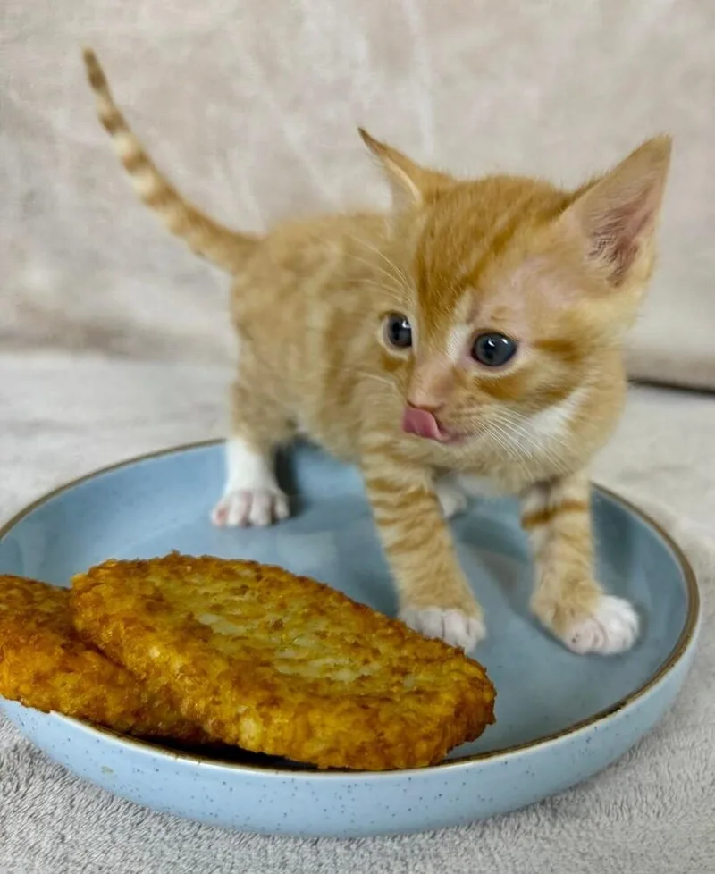 Hashbrown thumbnail 5