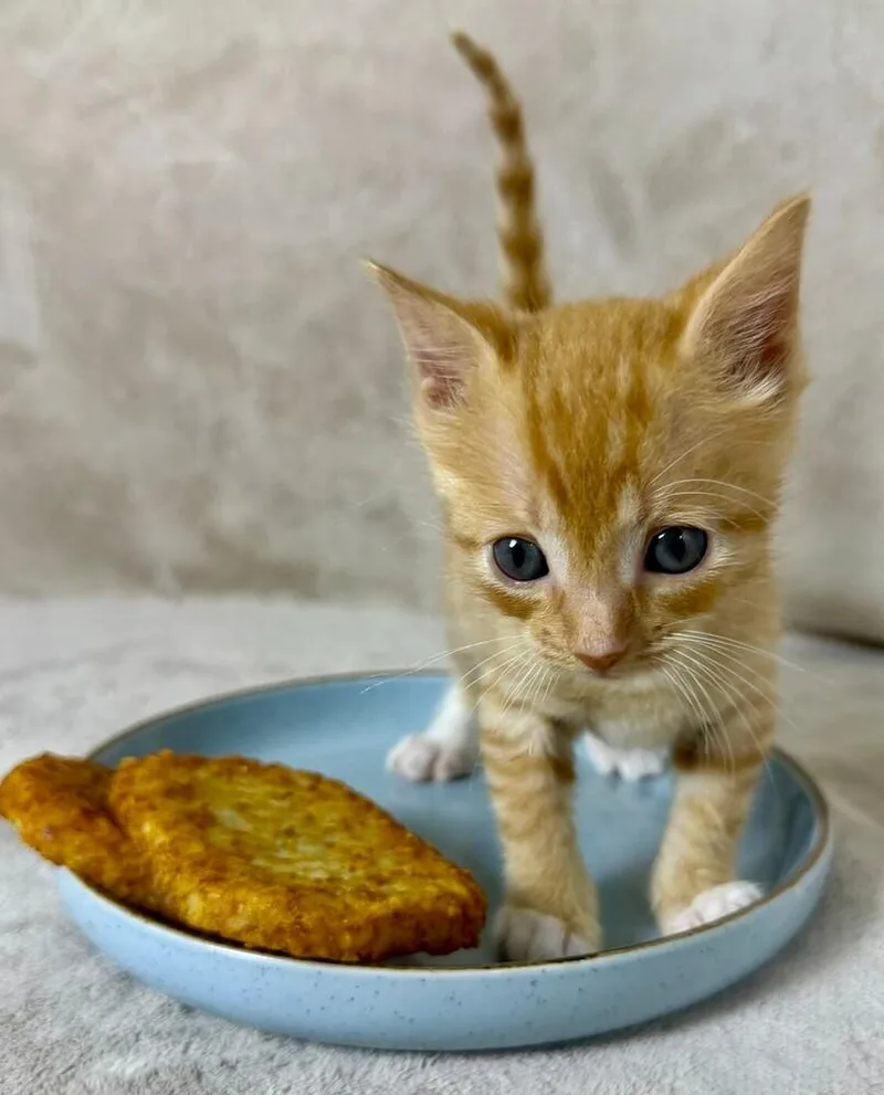 Hashbrown thumbnail 6