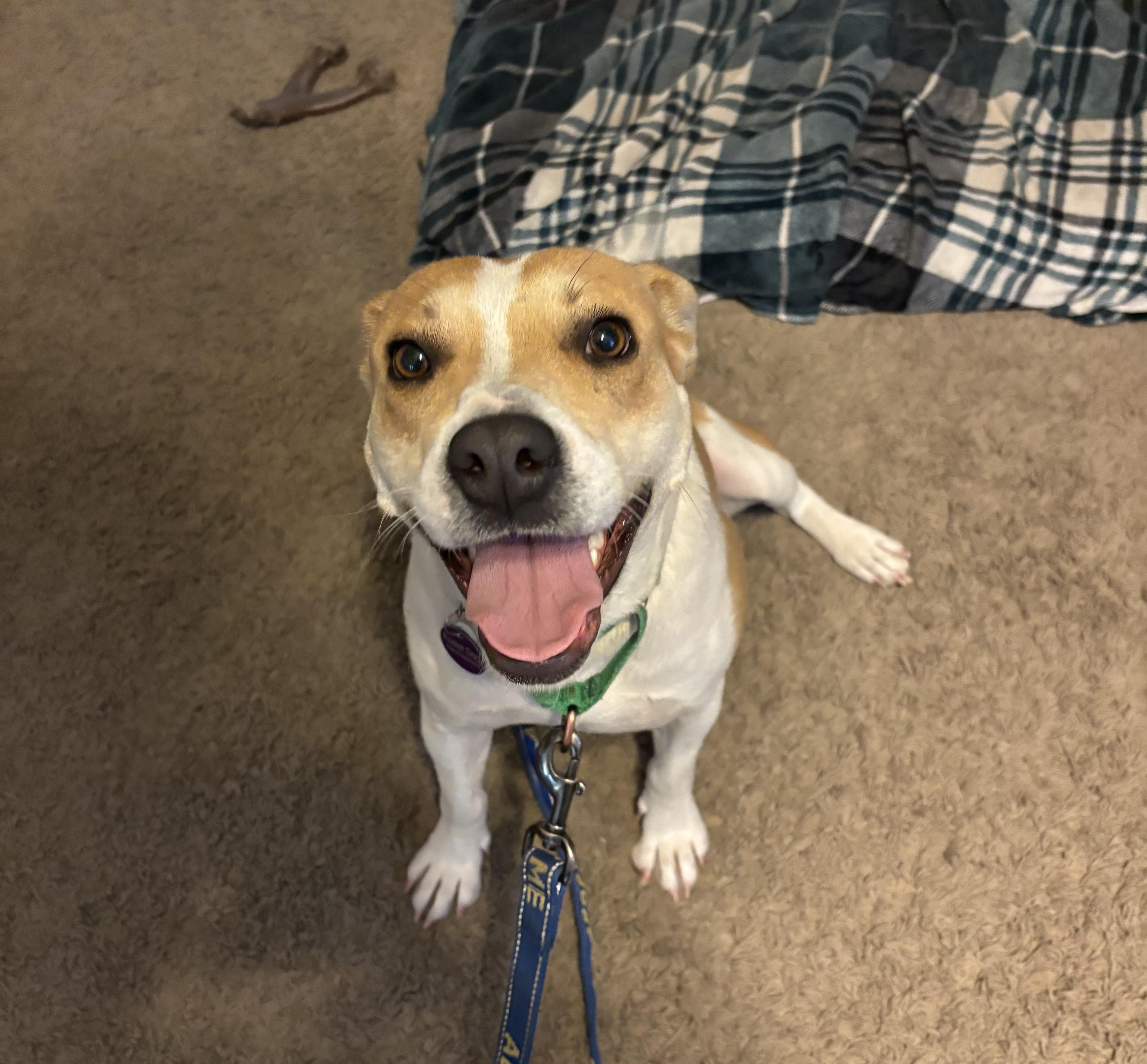 A young medium-sized female Tricolor (Brown, Black, & White) Beagle dog named Nugget for adoption in Tucson, AZ