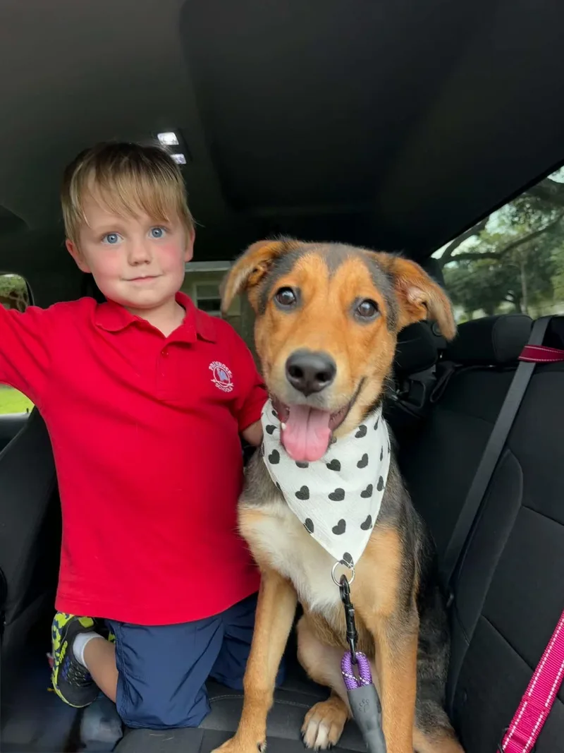 A baby medium-sized female German Shepherd Dog dog named Bailey for adoption in Houston, TX
