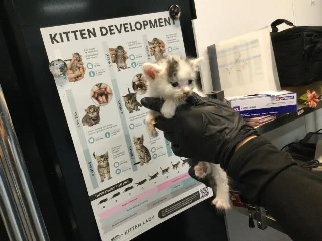 A baby small-sized male Domestic Medium Hair cat named A for adoption in Thousand Palms, CA