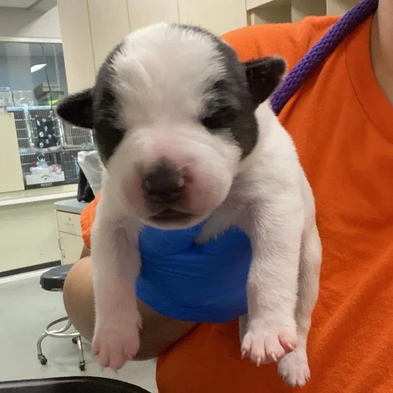 A baby large-sized male Black Cattle Dog dog named Mini___ for adoption in Westminster, CA