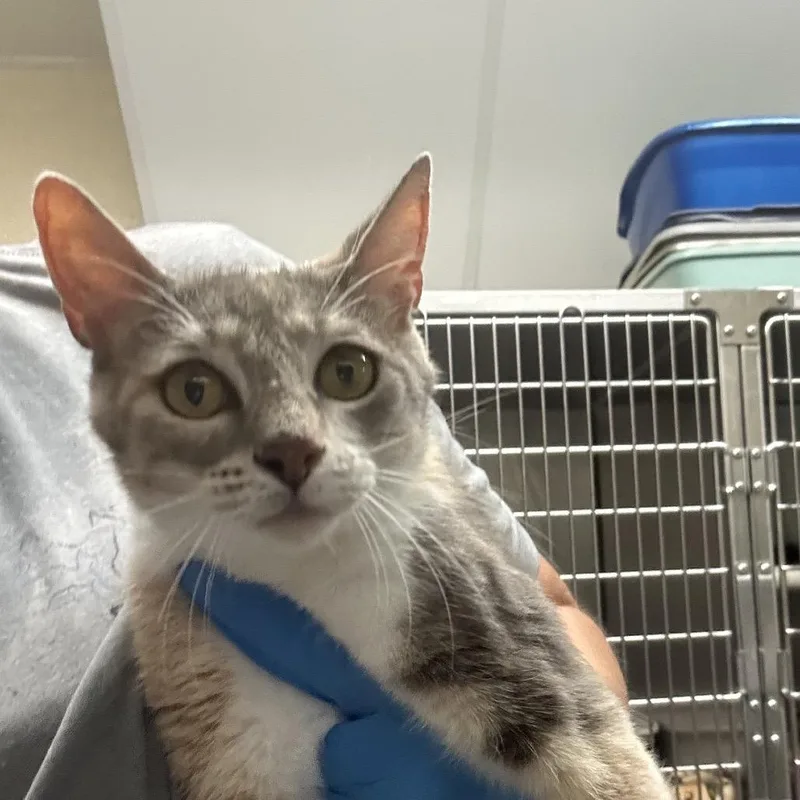 An adult medium-sized female Tortoiseshell Domestic Short Hair cat named Jules for adoption in Concord, NC