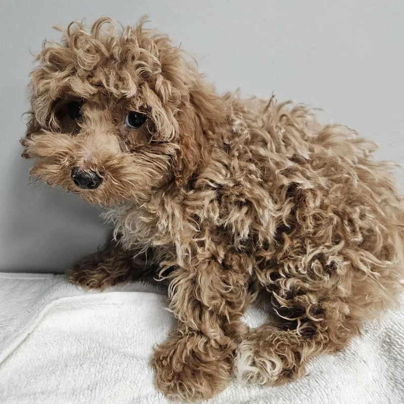 A baby small-sized male Apricot / Beige Miniature Poodle dog named Walnut for adoption in Normal, IL