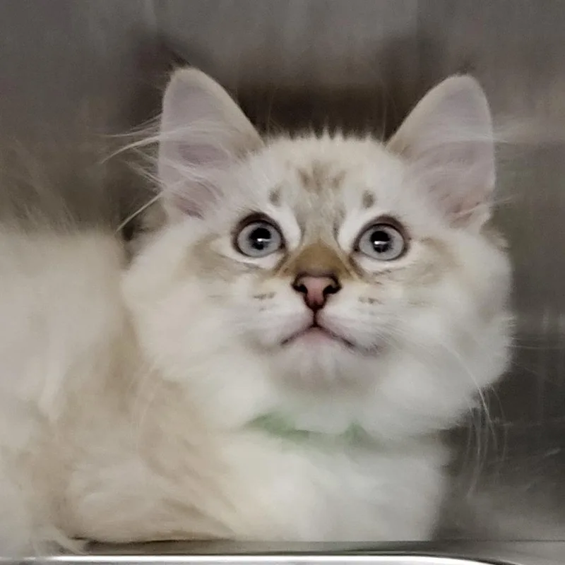 A baby small-sized male White American Shorthair cat named Snowball for adoption in Fort Wayne, IN