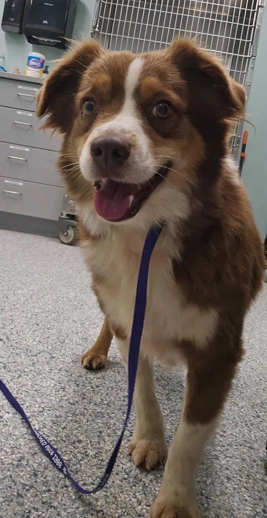 An adult medium-sized female Terrier dog named Reba for adoption in Athens, TN