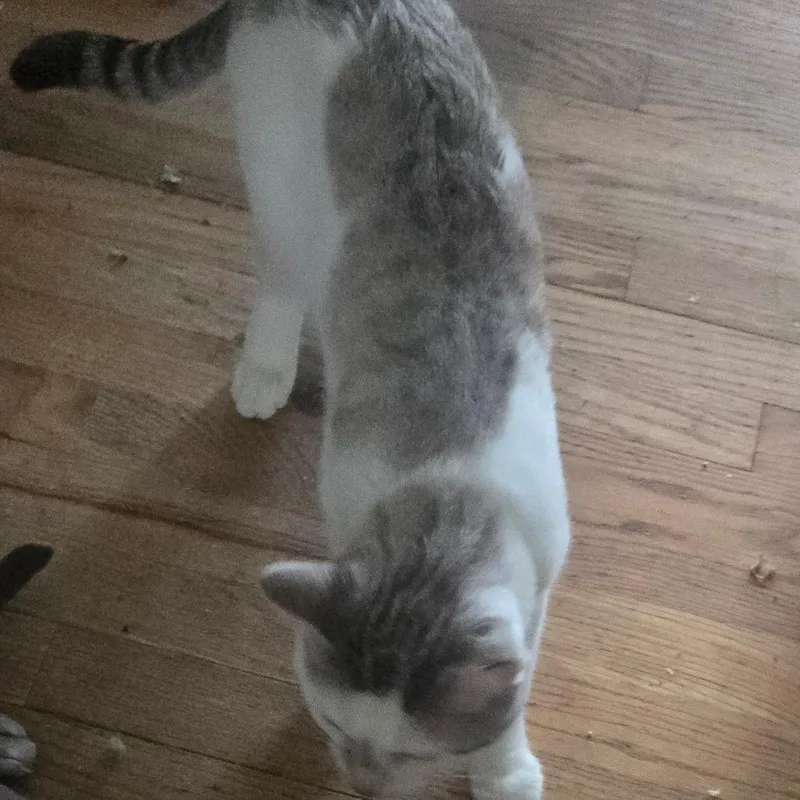 An adult small-sized male White Domestic Short Hair cat named Tickles for adoption in Grantsville, UT