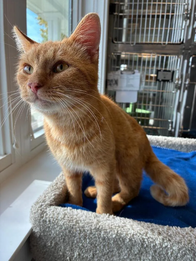 A young large-sized male Domestic Short Hair cat named Maximus for adoption in Sidney, OH