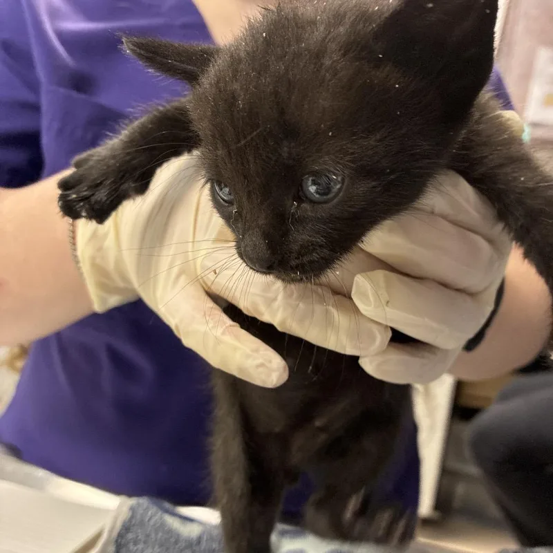 A baby small-sized male Black Domestic Short Hair cat named Ping! for adoption in Newark, NJ