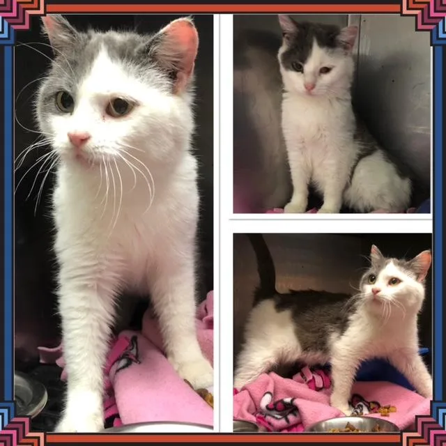 A baby small-sized female Gray & White Domestic Short Hair cat named Gabby for adoption in Buckhannon, WV