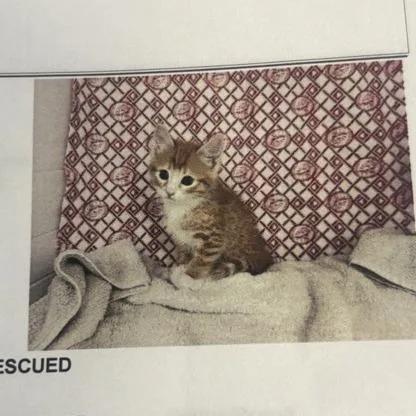 A baby small-sized male Orange / Red American Shorthair cat named Livingstone for adoption in Freeport, FL