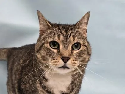 A senior small-sized female Domestic Short Hair cat named Mila for adoption in Coon Rapids, MN