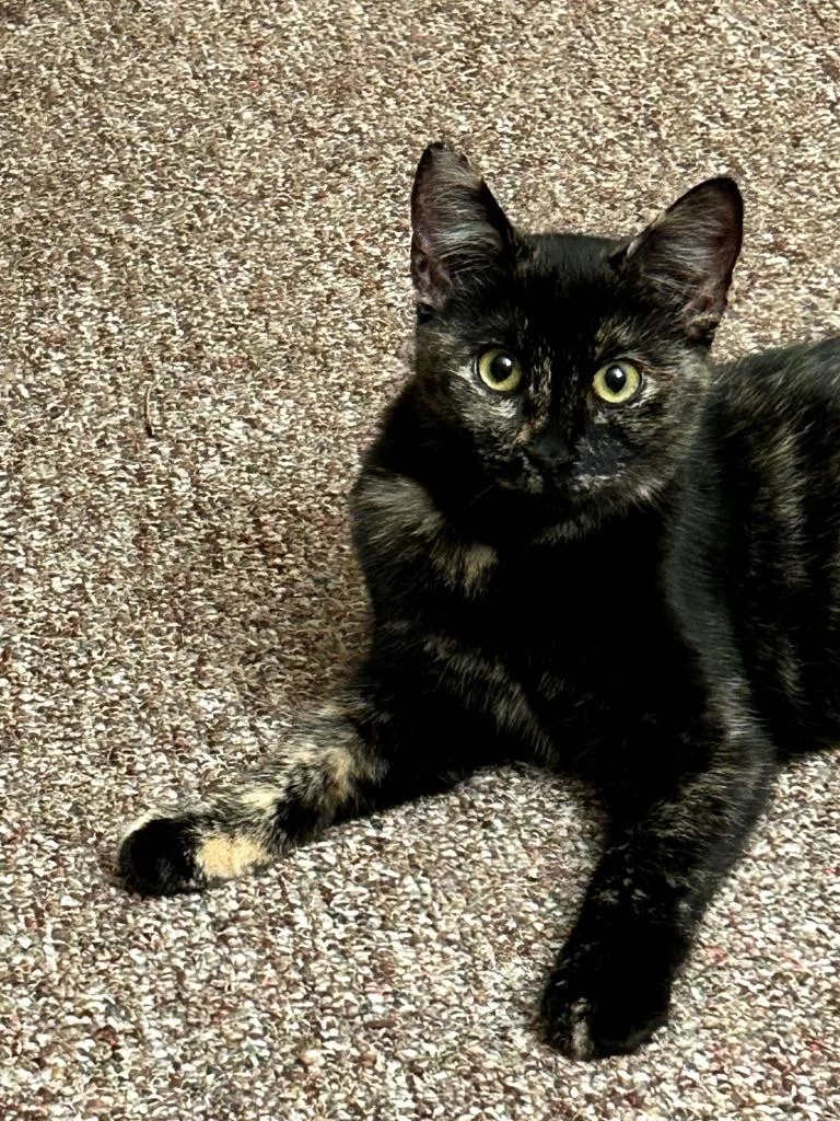 A baby medium-sized female Tortoiseshell cat named Checkers for adoption in Smyrna, DE