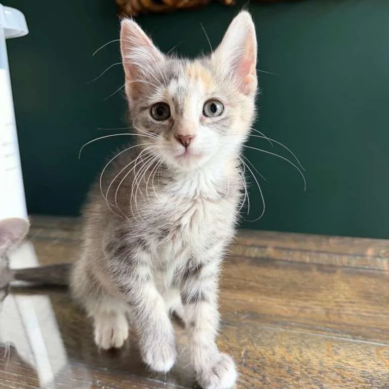 A baby small-sized female Calico Domestic Short Hair cat named Pebbles for adoption in Laredo, TX