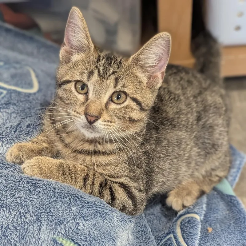 A baby small-sized male Domestic Short Hair cat named Percy for adoption in La Grange, KY