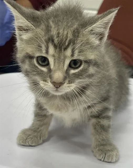 A baby small-sized female Domestic Short Hair cat named Onyx for adoption in Upper Marlboro, MD