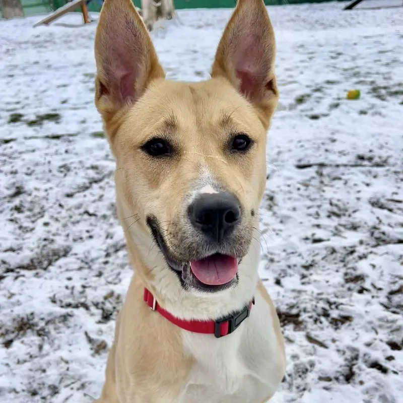 An adult medium-sized female Yellow / Tan / Blond / Fawn Carolina Dog dog named Cleopatra for adoption in Deerfield, IL