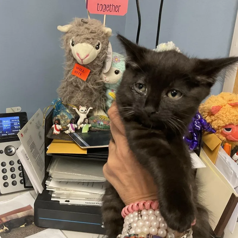 A baby small-sized female Black Domestic Short Hair cat named Coffee for adoption in St Joseph, MO