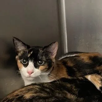 A young medium-sized female Calico Domestic Short Hair cat named Flora for adoption in Port Charlotte, FL