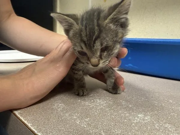 A baby small-sized female Domestic Short Hair cat named Garnet for adoption in Salisbury, MD