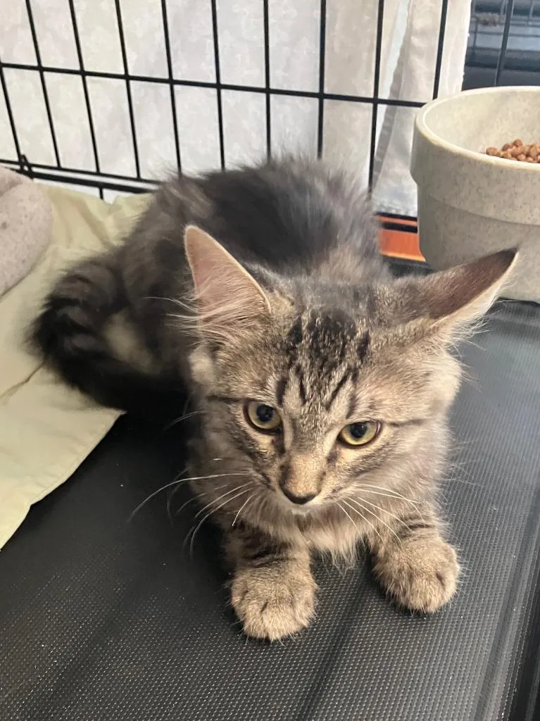 A baby small-sized male Domestic Short Hair cat named Frankie for adoption in Lunenburg, MA