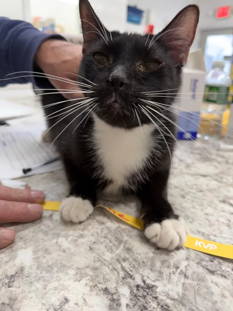 A young medium-sized female Domestic Short Hair cat named Porsche for adoption in Glenfield, NY