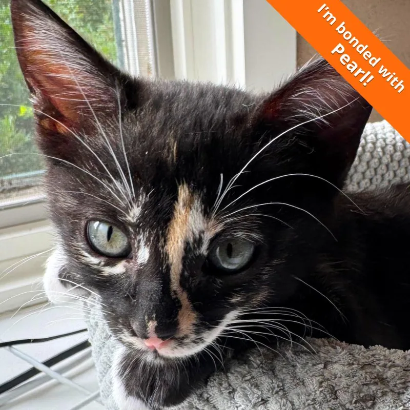 A baby small-sized female Calico Domestic Short Hair cat named A Ginger for adoption in Pleasant Hill, CA