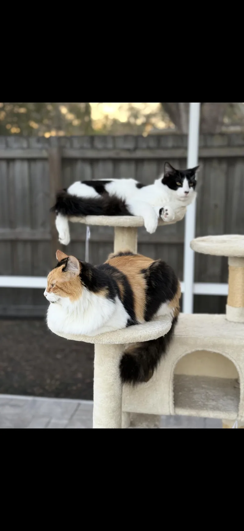 A young small-sized male Black & White / Tuxedo Tuxedo cat named Otto for adoption in Tampa, FL