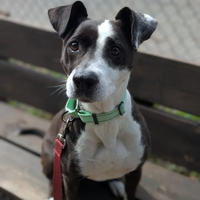Molly