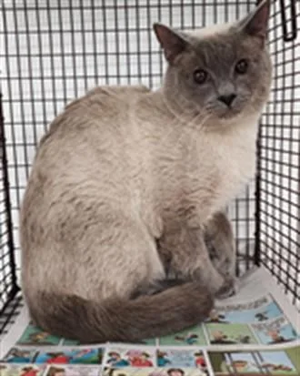 A young medium-sized male Domestic Short Hair cat named Luca for adoption in Fort Lauderdale, FL