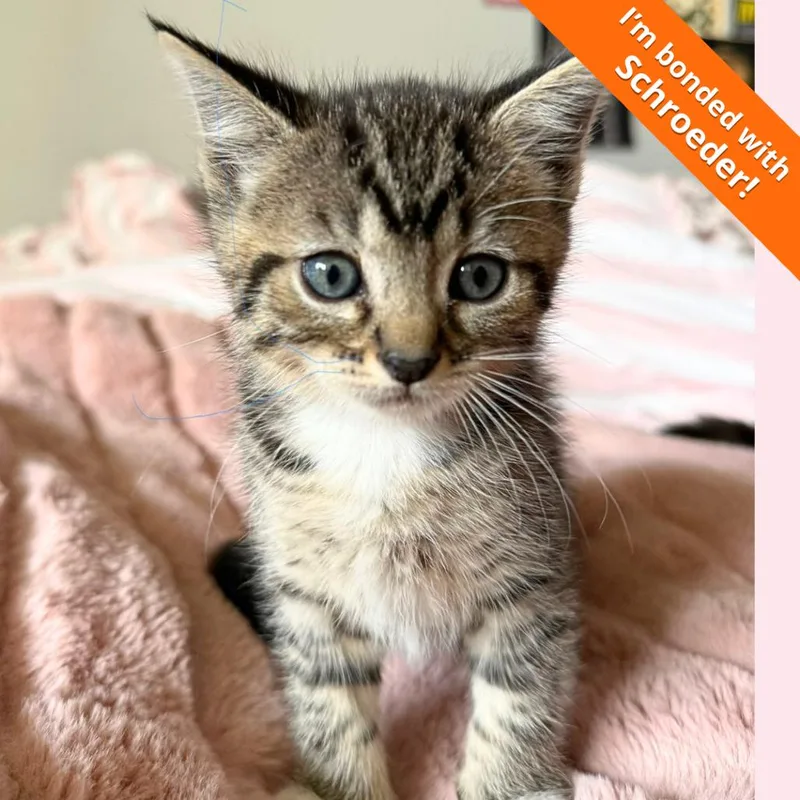 A baby small-sized female Brown / Chocolate Domestic Short Hair cat named Sally for adoption in Pleasant Hill, CA